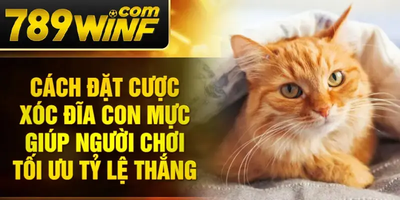 Giấc mơ thấy mèo – Liệu đây là điềm lành hay cảnh báo