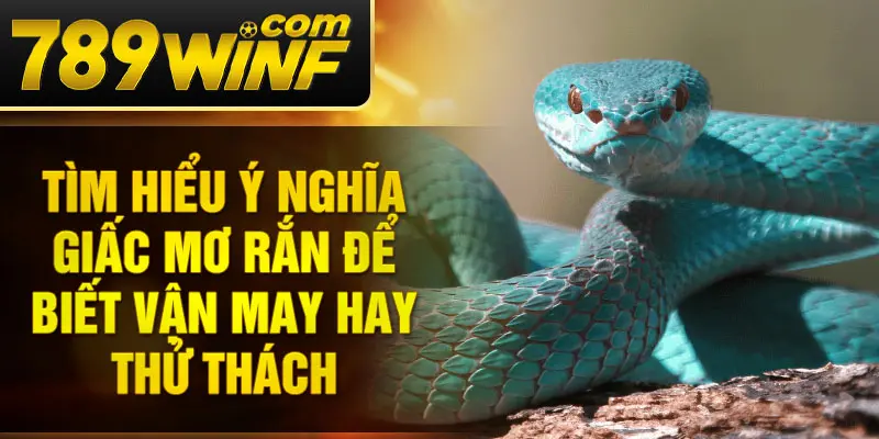 Tìm hiểu ý nghĩa giấc mơ rắn để biết vận may hay thử thách